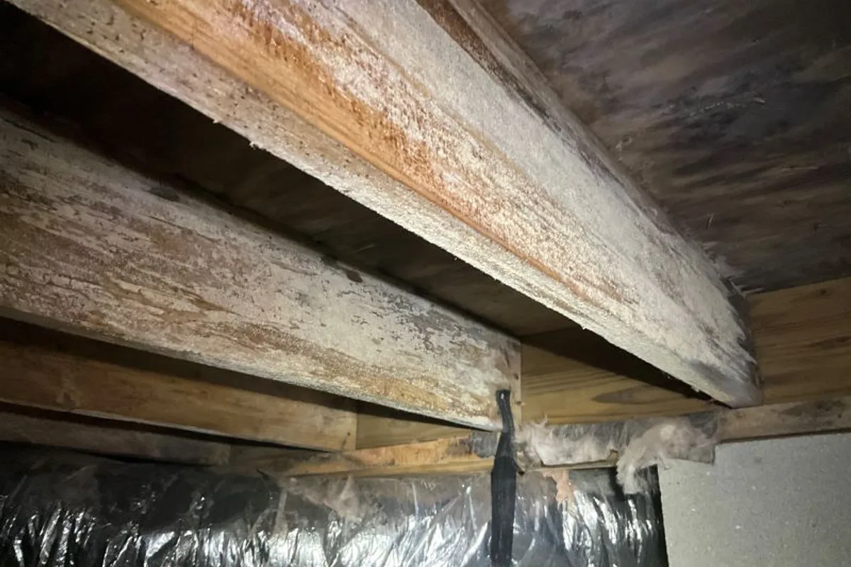Heavy white and gray mold growth coating wood floor joists and subfloor in an untreated Wake County NC crawl space