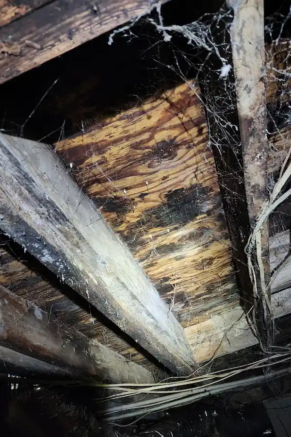 Mold growth in crawl space in Raleigh, NC